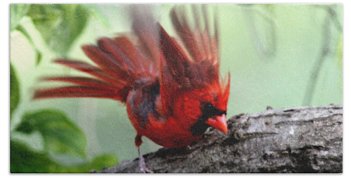 Northern Cardinal Beach Towel featuring the photograph IMG_5716-002 - Northern Cardinal by Travis Truelove