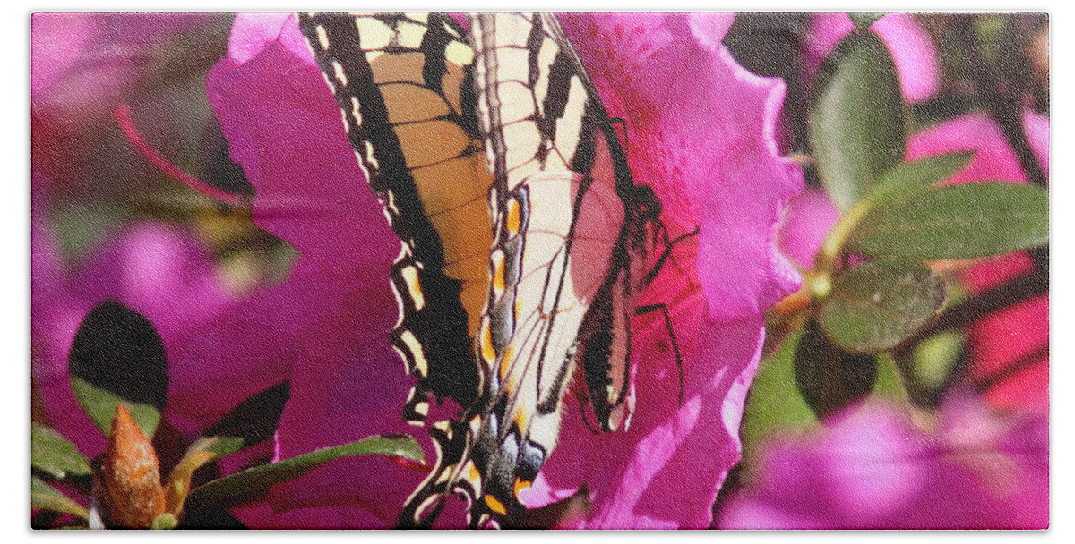Tiger Swallowtail Butterfly Beach Towel featuring the photograph IMG_9911-003 - Tiger Swallowtail Butterfly by Travis Truelove