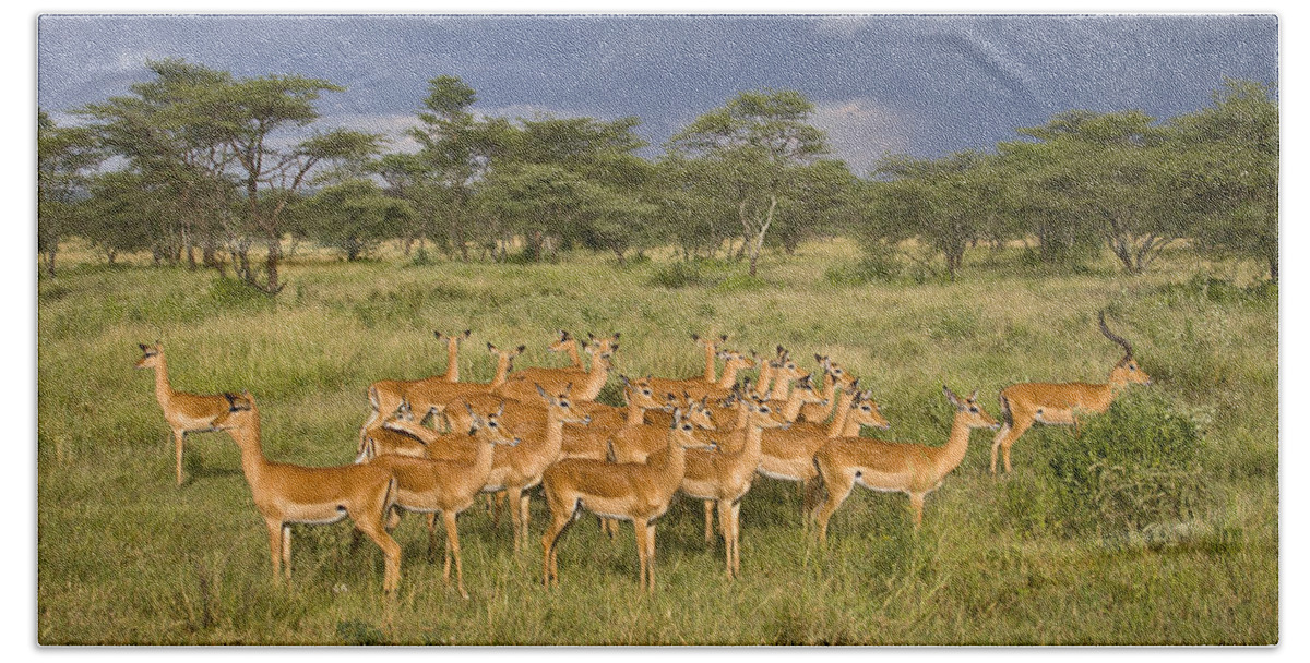 Tanzania_d171 Beach Towel featuring the photograph Impala Herd - Serengeti Plains by Craig Lovell