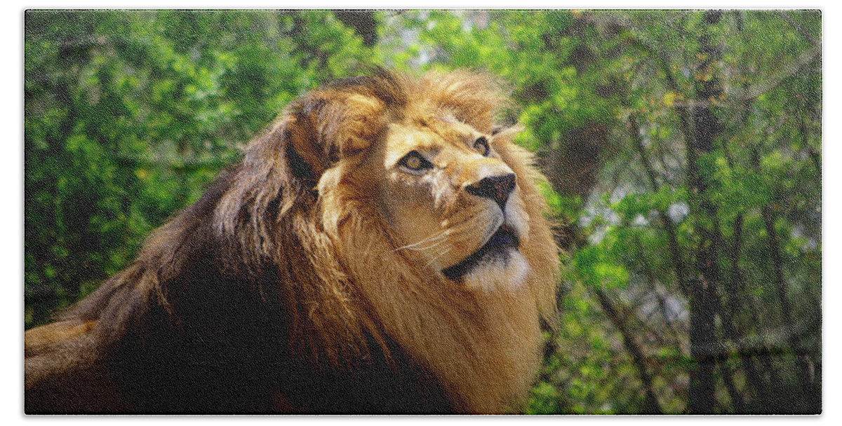 Lion Beach Towel featuring the photograph In Awe of You by Linda Mishler