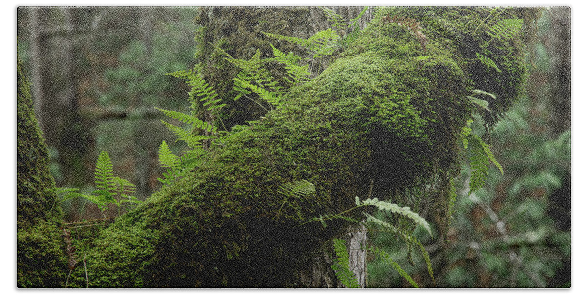 Moss Beach Sheet featuring the photograph In The Cool Of The Forest by Mike Eingle