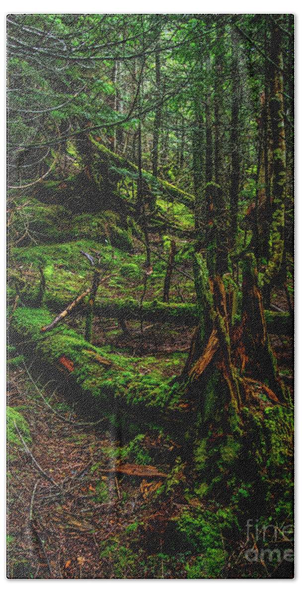 Forest Beach Towel featuring the photograph In the Deep Woods by James Aiken