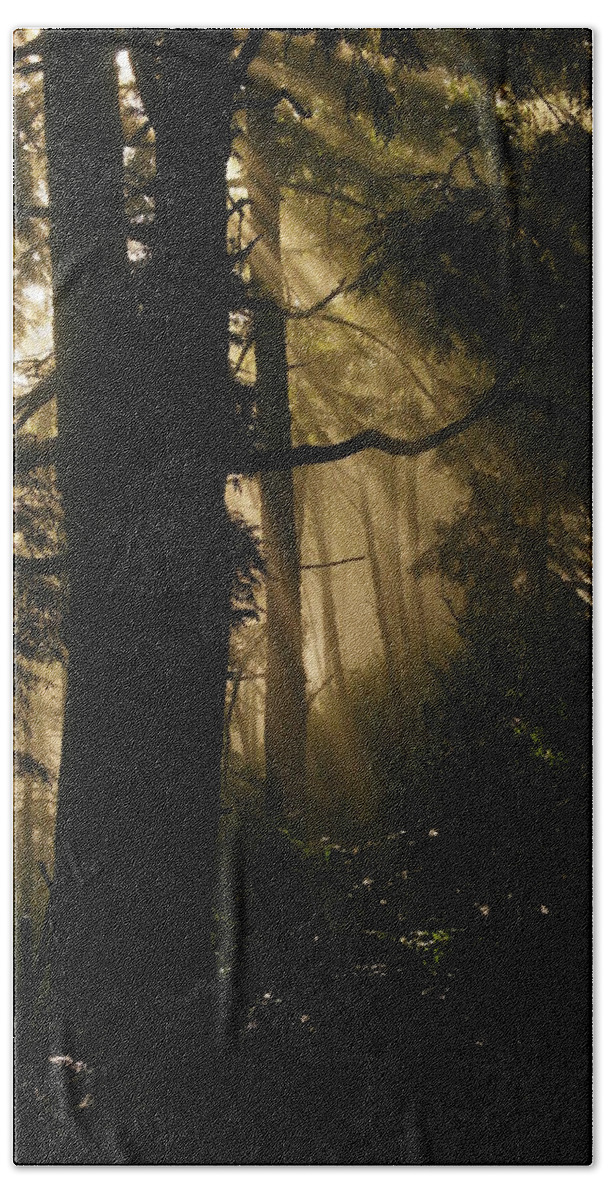 Trees Beach Towel featuring the photograph In the mist of dreams by Jeff Swan