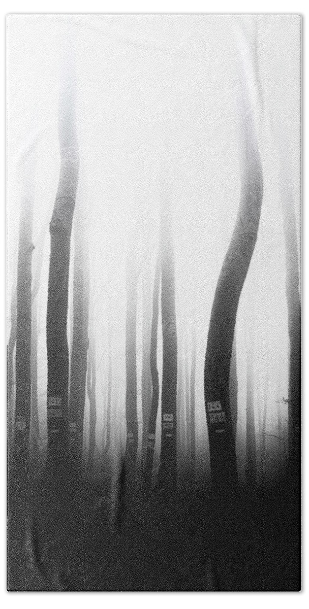 Mist Beach Sheet featuring the photograph In the misty forest by Plamen Petkov