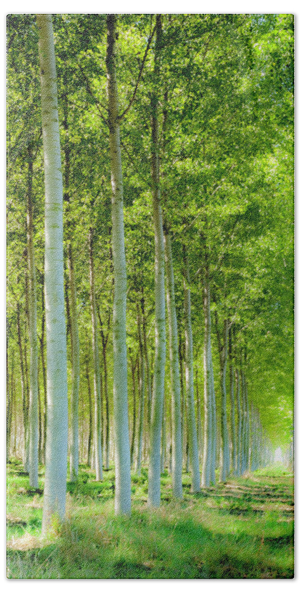 Woods Beach Towel featuring the photograph In The Woods 4 by Wolfgang Stocker