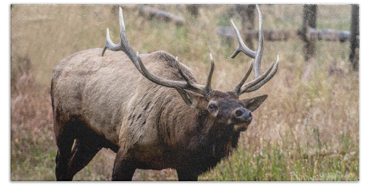 Bull Elk Beach Towel featuring the photograph In this Corner by Jim Garrison