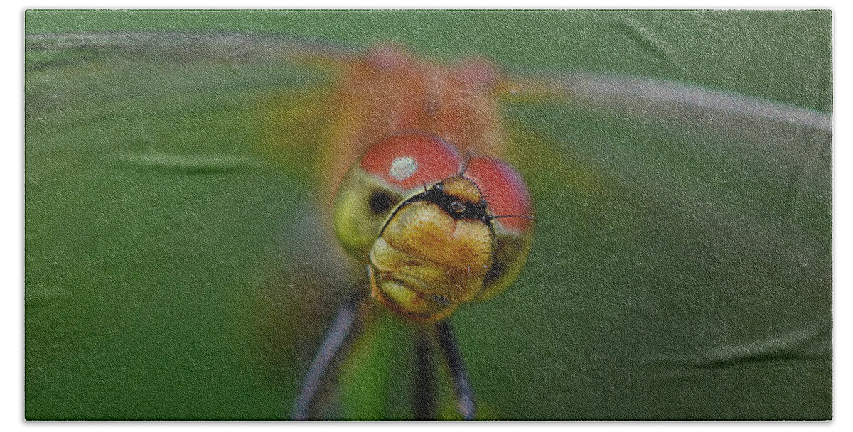 White-faced Meadowhawk Beach Towel featuring the photograph In Your Face by Tony Beck