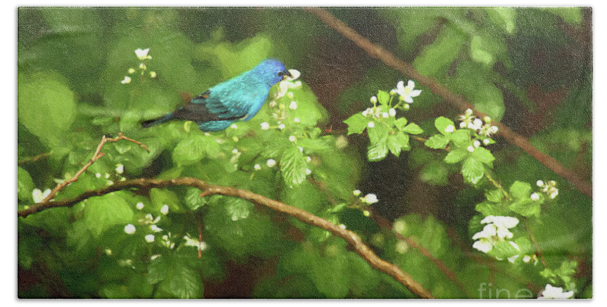 Blackberry Blooms Beach Sheet featuring the photograph Indigo Bunting and Black Berry Blooms by Darren Fisher