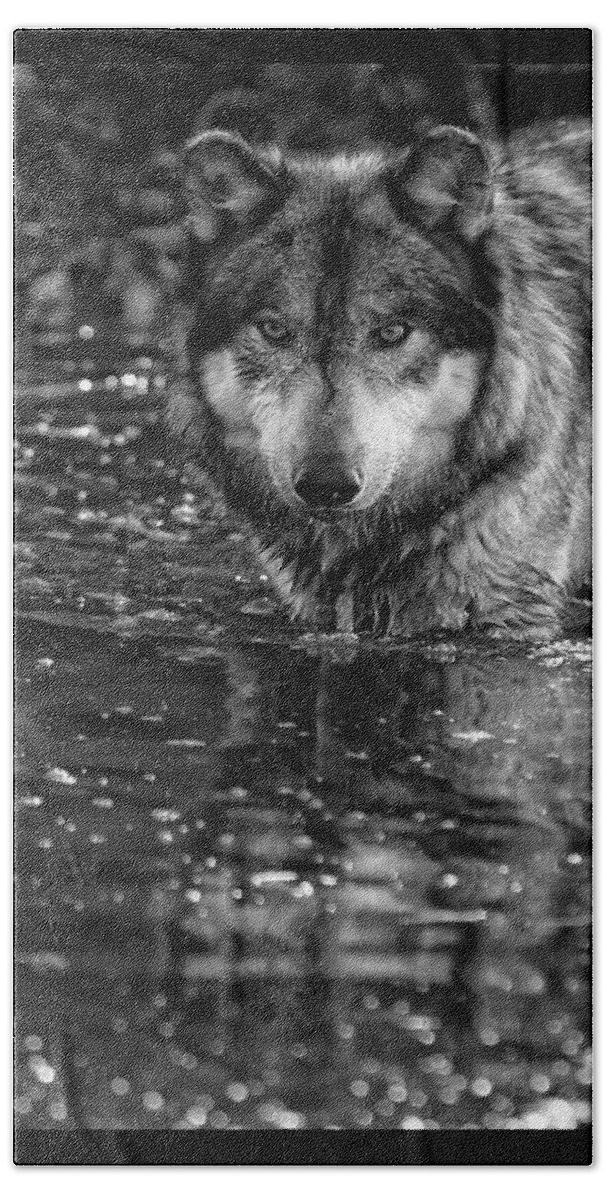 Wolf Wolves Lupine Canis Lupus Wildlife Animal Photography Photograph Beach Sheet featuring the photograph Intense Reflection by Shari Jardina