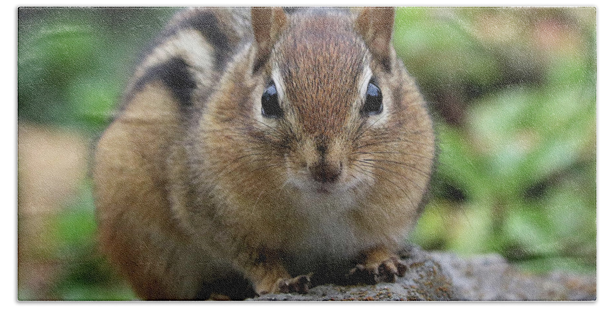 Eastern Chipmunk Beach Towel featuring the photograph Intensity by Doris Potter
