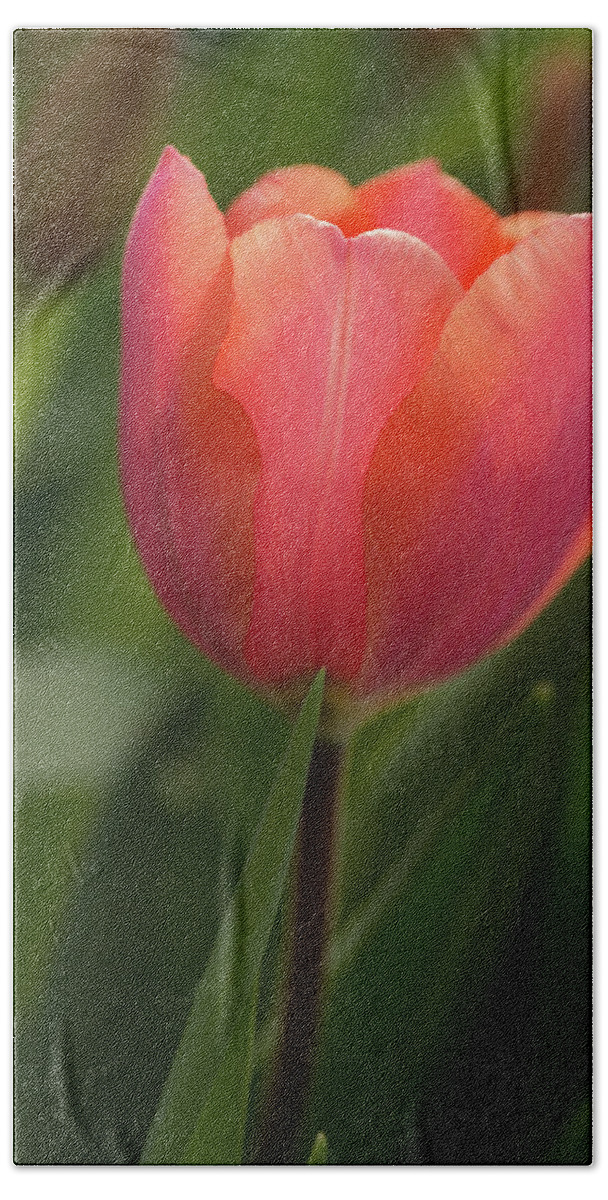 Flower Beach Sheet featuring the photograph Iridescent Tulip by Mary Jo Allen