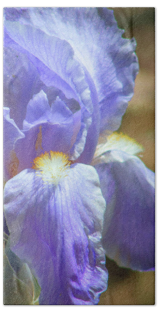 Flora Beach Towel featuring the photograph Iris in Blue and Purple by Lynne Jenkins