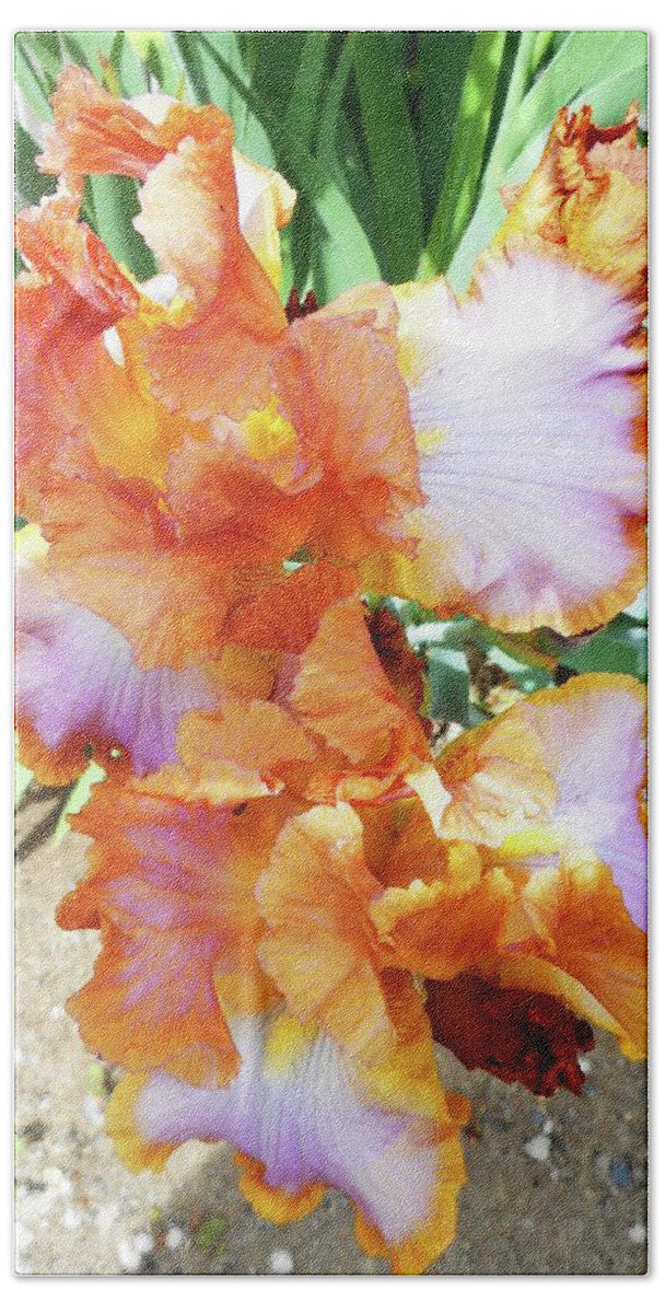 Iris Beach Sheet featuring the photograph Irises 10 by Ron Kandt
