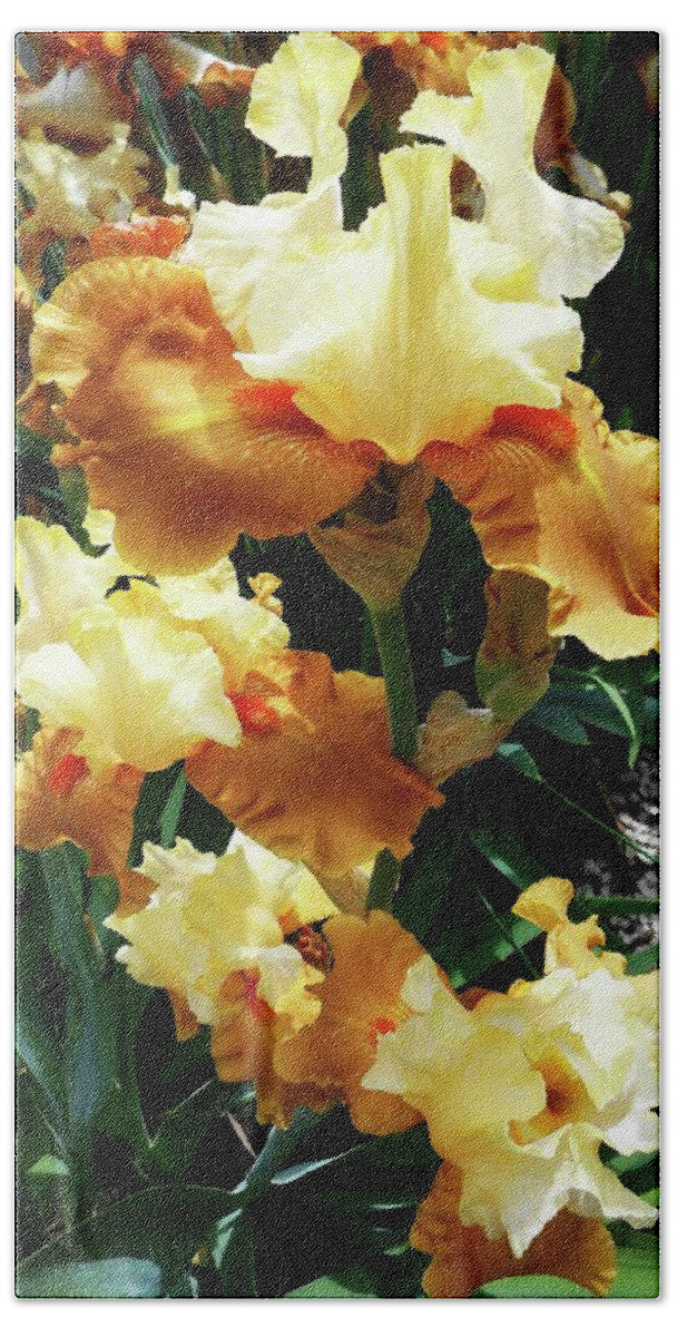 Iris Beach Sheet featuring the photograph Irises 23 by Ron Kandt