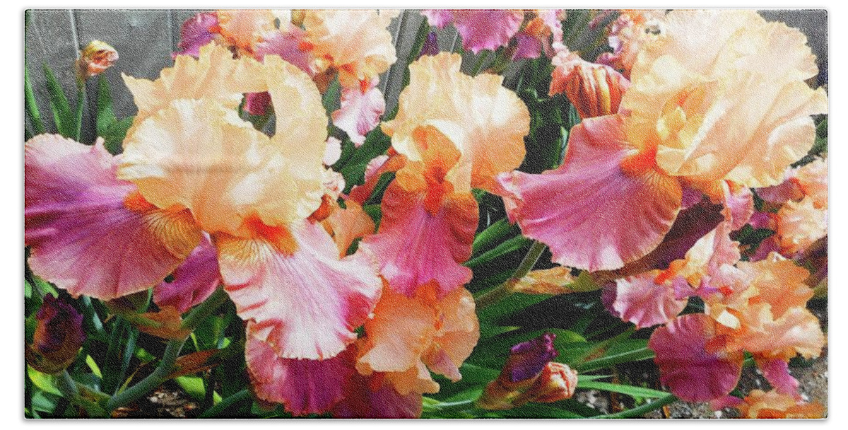 Iris Beach Sheet featuring the photograph Irises 24 by Ron Kandt