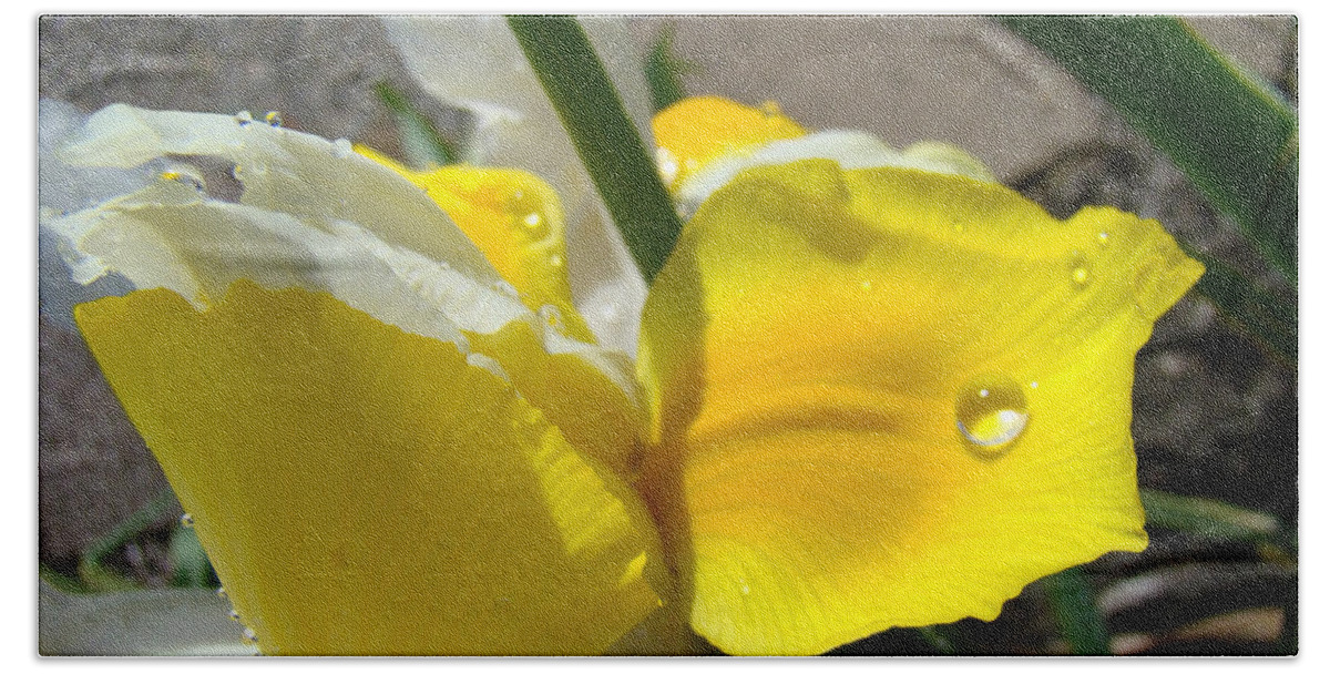 �irises Artwork� Beach Towel featuring the photograph IRISES ARTWORK IRIS FLOWERS ART PRINTS Flower Rain Drops Floral Botanical Art Baslee Troutman by Patti Baslee