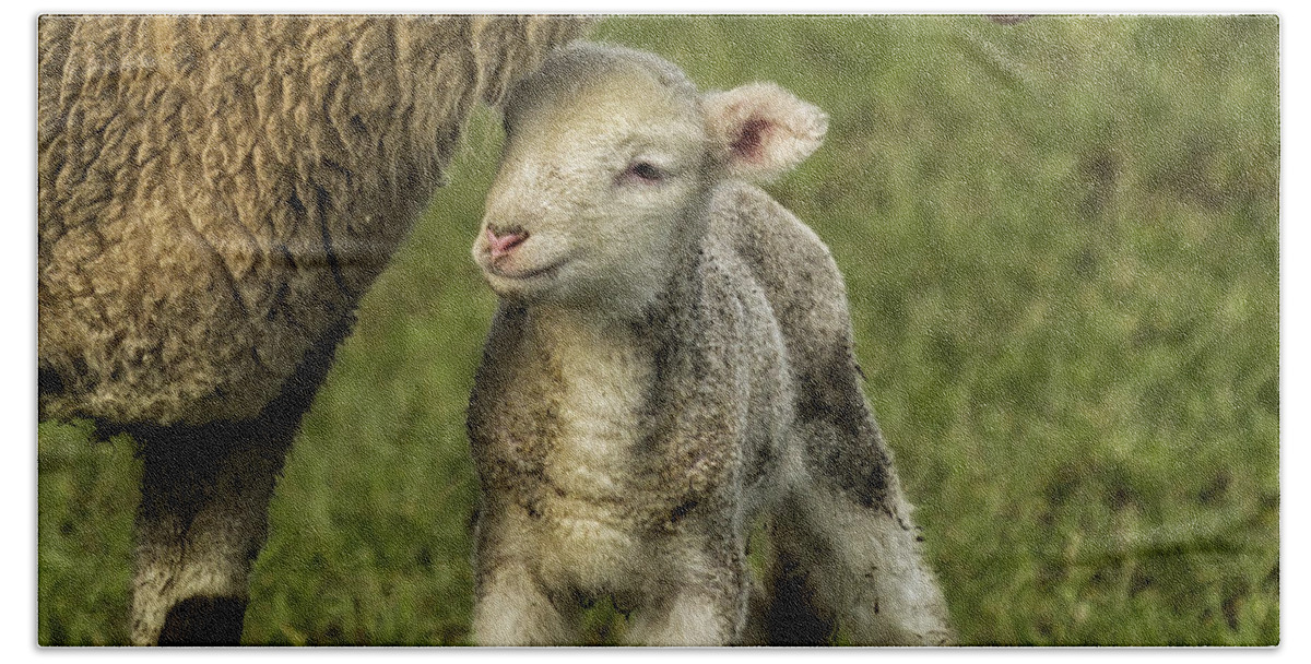 Lamb Beach Towel featuring the photograph Isn't She Lovely by Belinda Greb