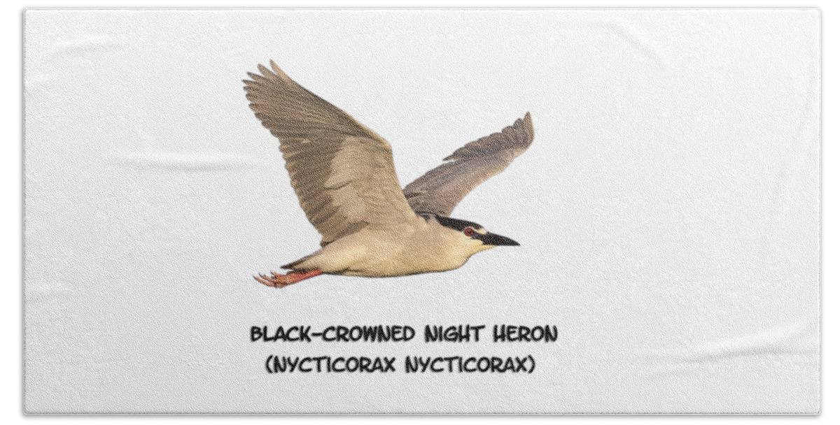 Black-crowned Night Heron Beach Towel featuring the photograph Isolated Black-crowned Night Heron 2017-6 by Thomas Young