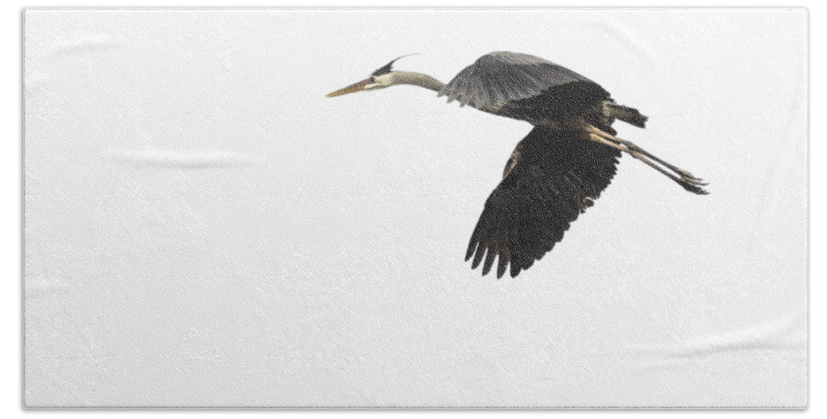 Great Blue Heron Beach Towel featuring the photograph Isolated Great Blue Heron 2015-1 by Thomas Young