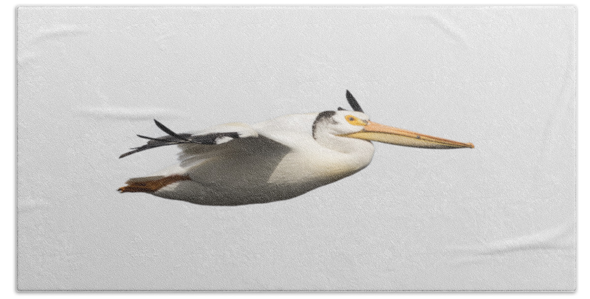 American White Pelican Beach Towel featuring the photograph Isolated Pelican 2016-1 by Thomas Young