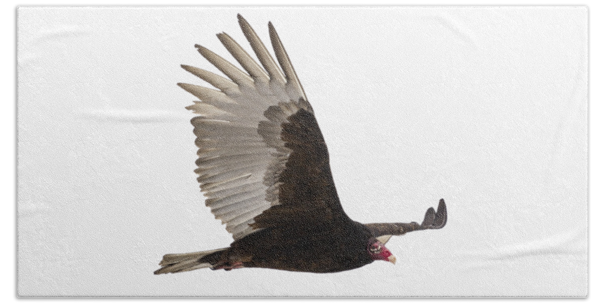 Turkey Vulture Beach Towel featuring the photograph Isolated Turkey Vulture 2014-1 by Thomas Young