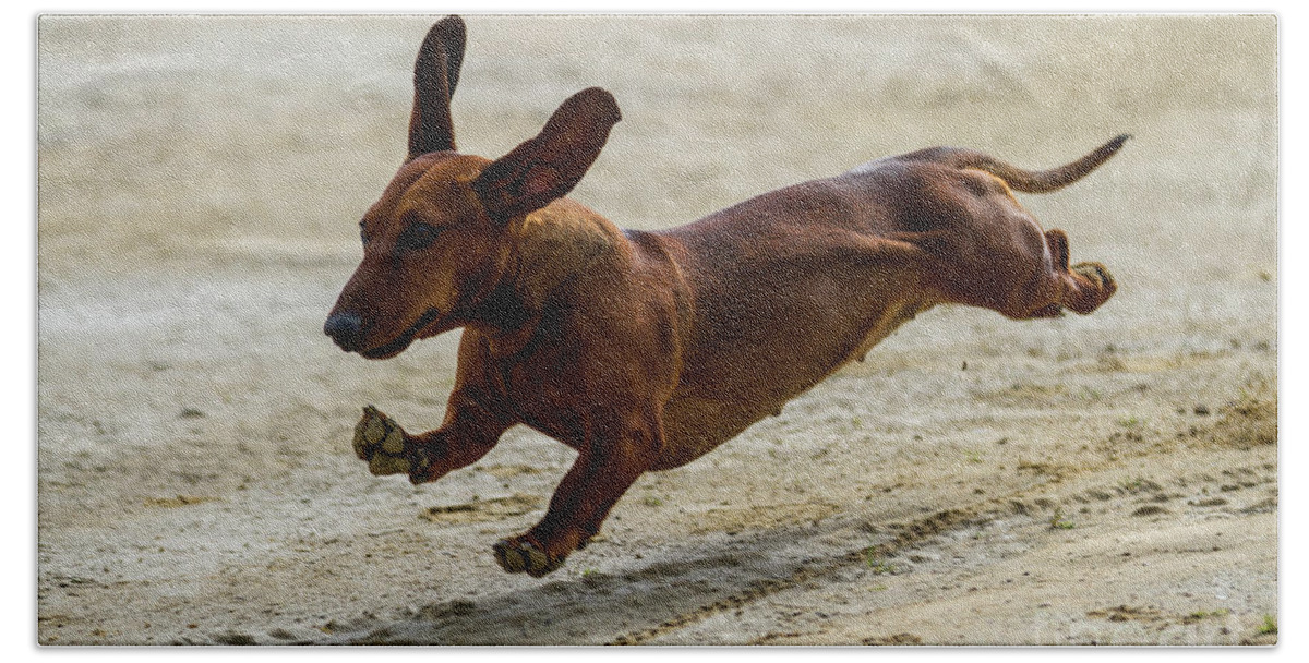 Dachshund Beach Towel featuring the photograph Its not a Sausage its a Dog by Heiko Koehrer-Wagner