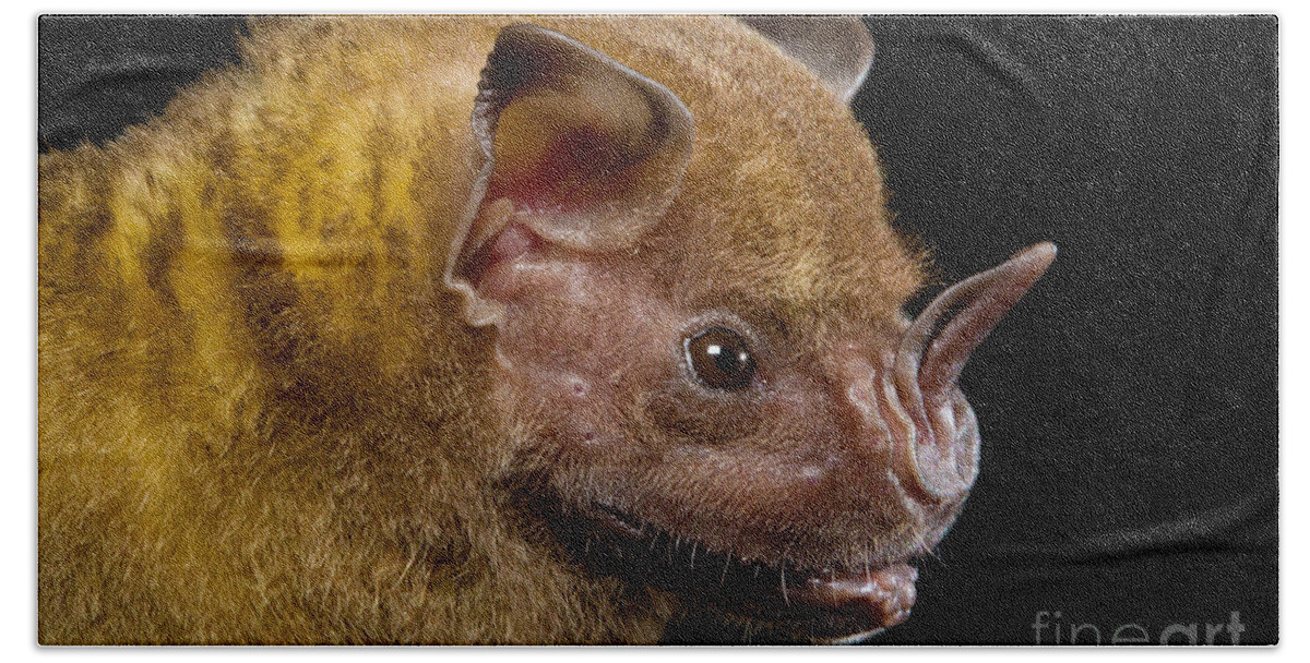 Jamaican Fruit-eating Bat Beach Towel featuring the photograph Jamaican Fruit-eating Bat by B.G. Thomson