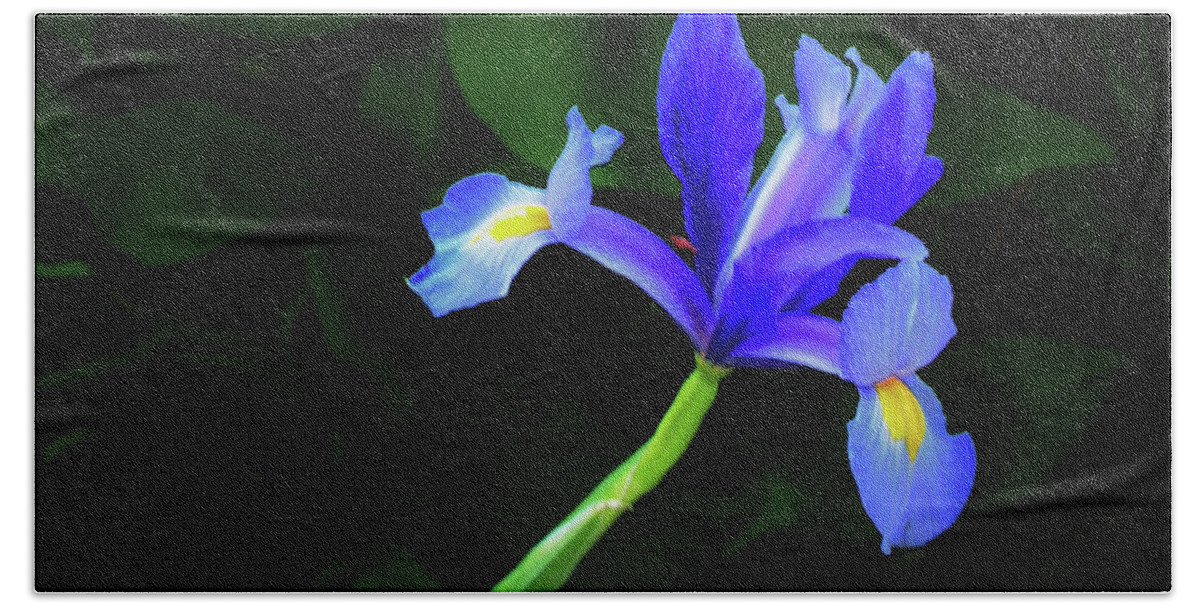 Blue Iris Beach Sheet featuring the photograph Japanese Blue Iris by Pat Davidson