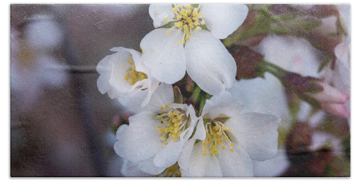 Japanese Beach Towel featuring the photograph Japanese Cherry Blooms by Cynthia Wolfe