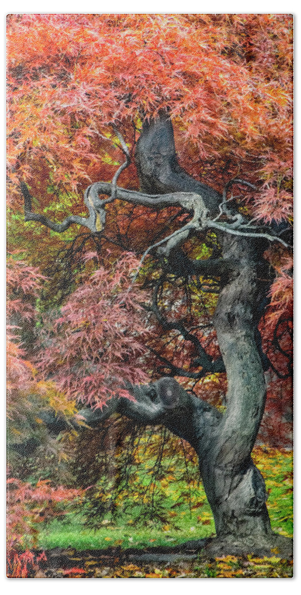 Landscape Beach Sheet featuring the photograph Japanese Maple - Aged to Perfection by Betty Denise
