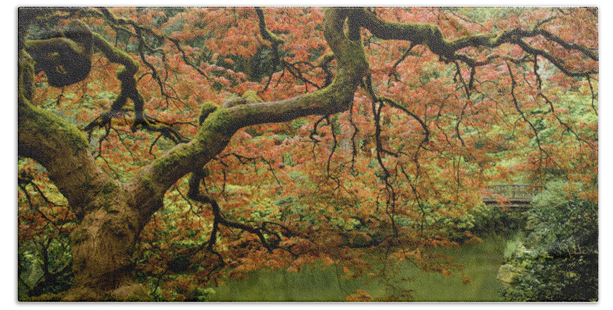 Maple Tree Beach Towel featuring the photograph Japanese Maple Delight by Don Schwartz