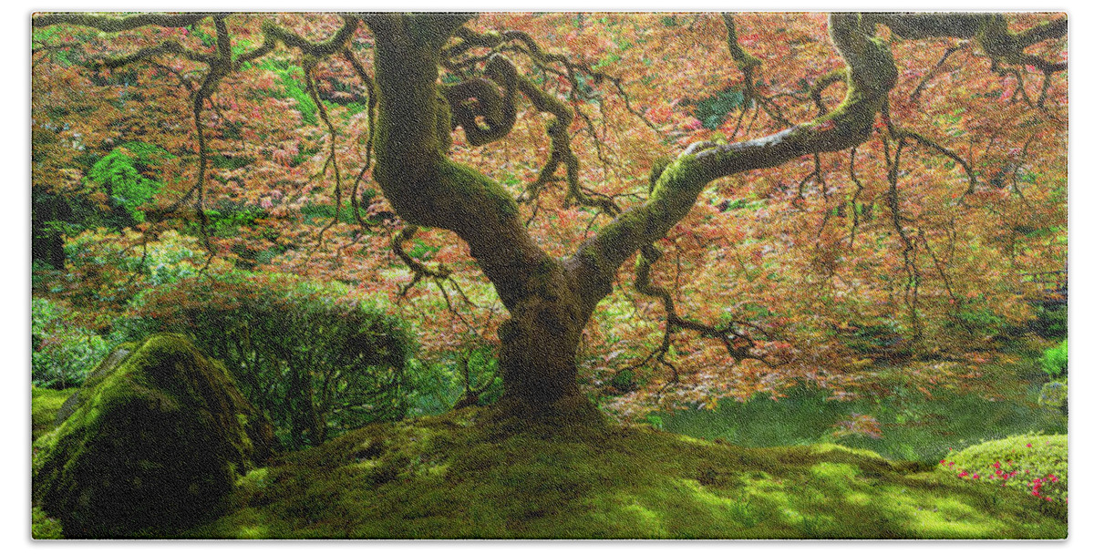 Japanese Beach Towel featuring the photograph Japanese Maple Tree Bathed in Sunlight by David Gn