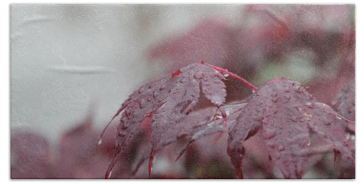 Japanese Maple Beach Towel featuring the photograph Japanese Maple Water Drops 8719 by Ericamaxine Price