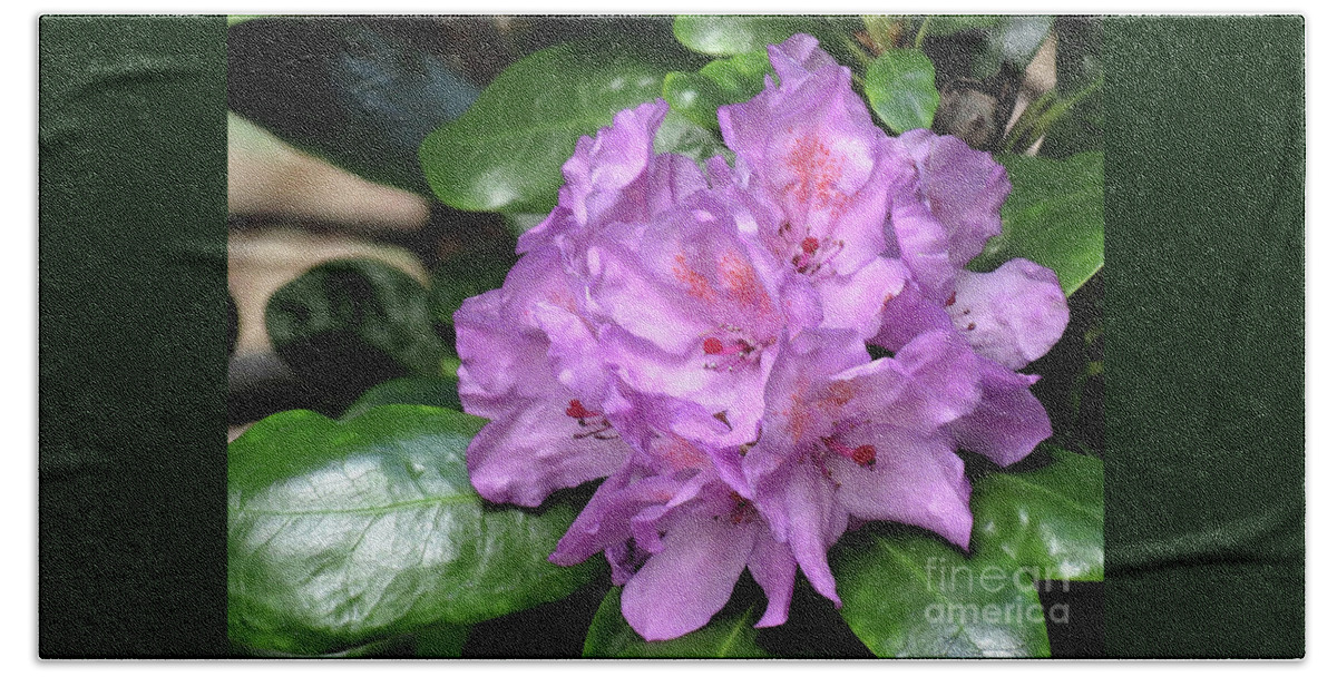 Rhododendron Beach Sheet featuring the photograph June Daphnoides by Chris Anderson