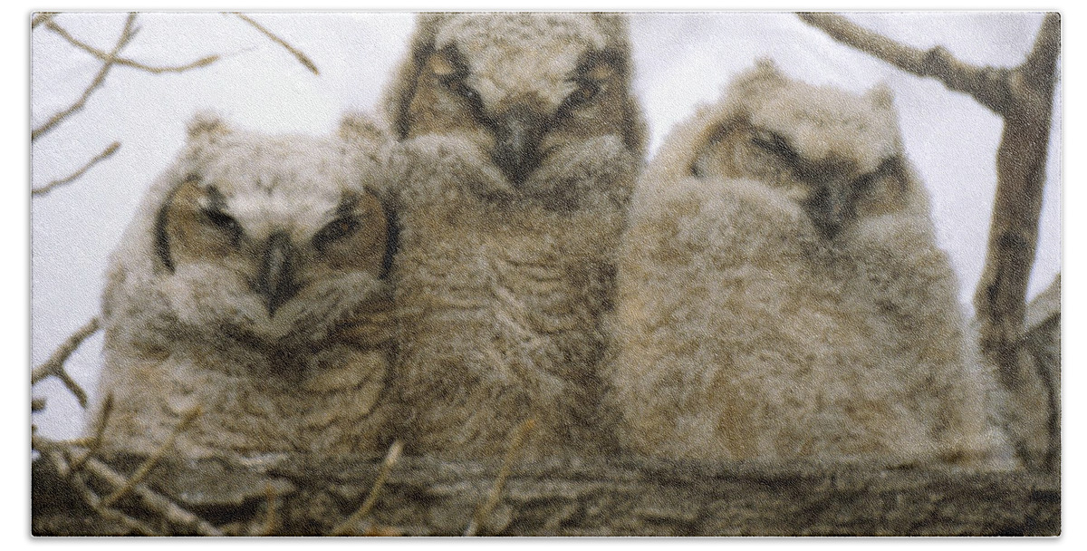 Owls Beach Towel featuring the photograph Just Babies by Jerry McElroy