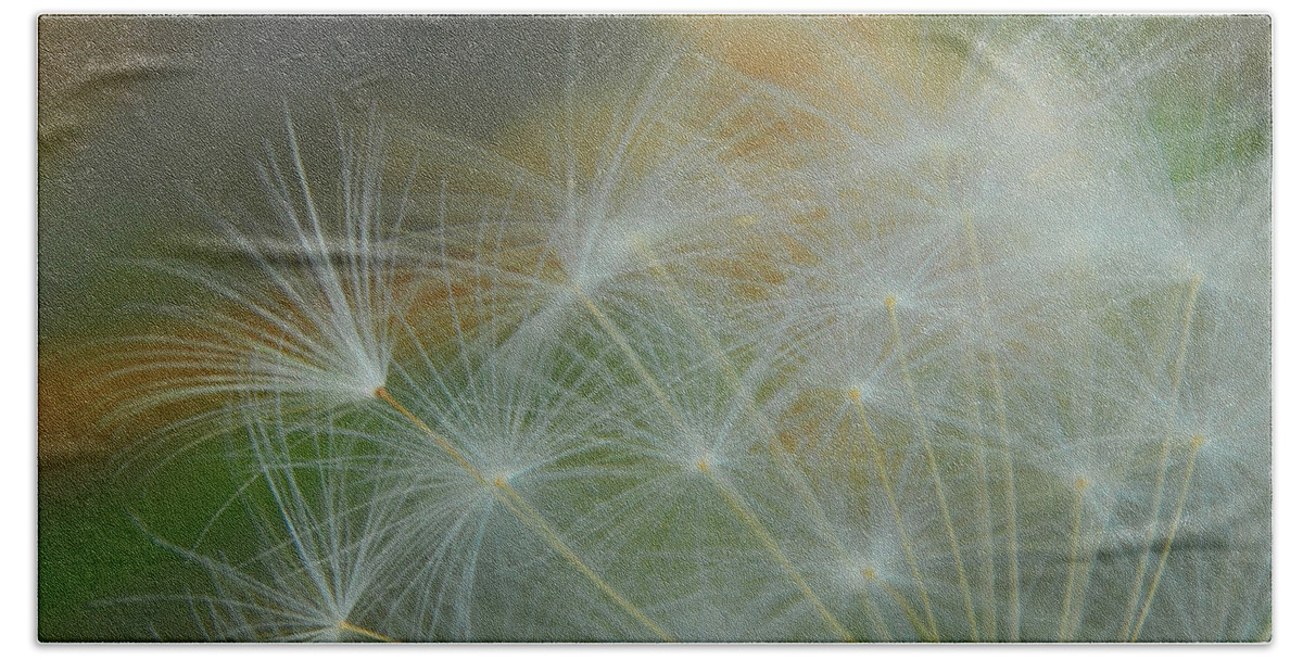 Dandelion Beach Towel featuring the photograph Just Dandy by Donna Blackhall