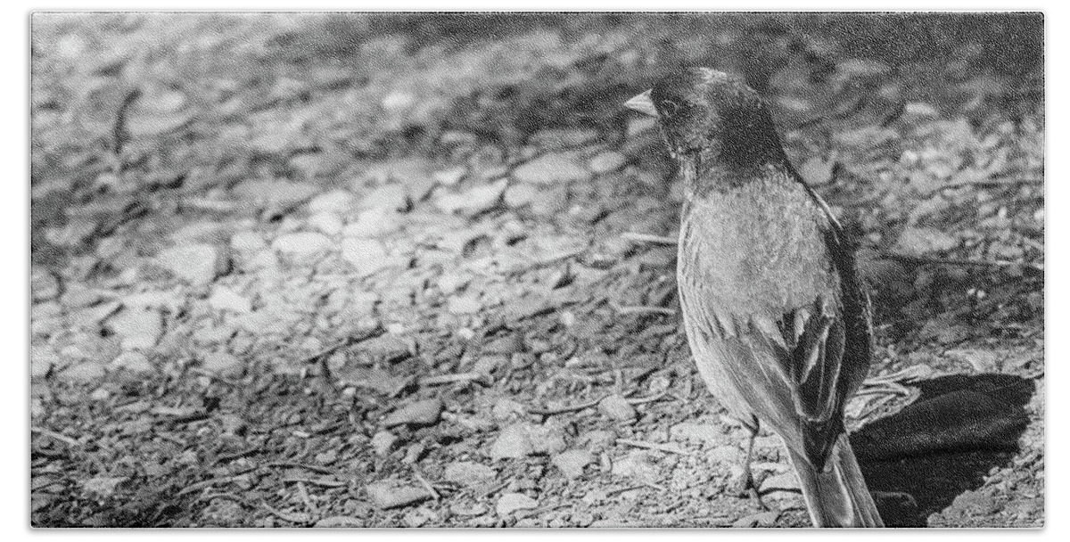 Wildlife Beach Sheet featuring the photograph Just Junco Things, Black and White by Adam Morsa