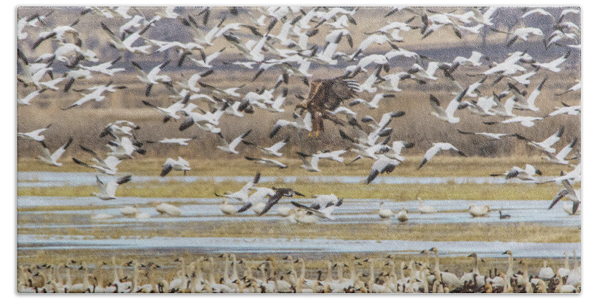 California Beach Towel featuring the photograph Juvenile Bald Eagle and Snow Geese by Marc Crumpler