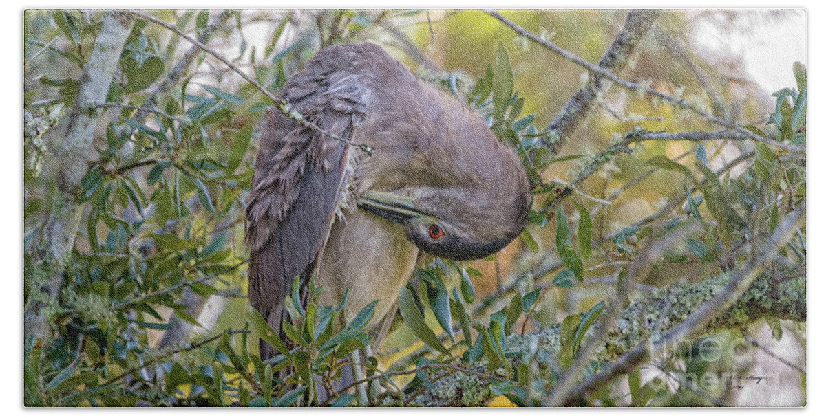 Herons Beach Towel featuring the photograph Juvenile Black Crowned Night Heron Preening by DB Hayes