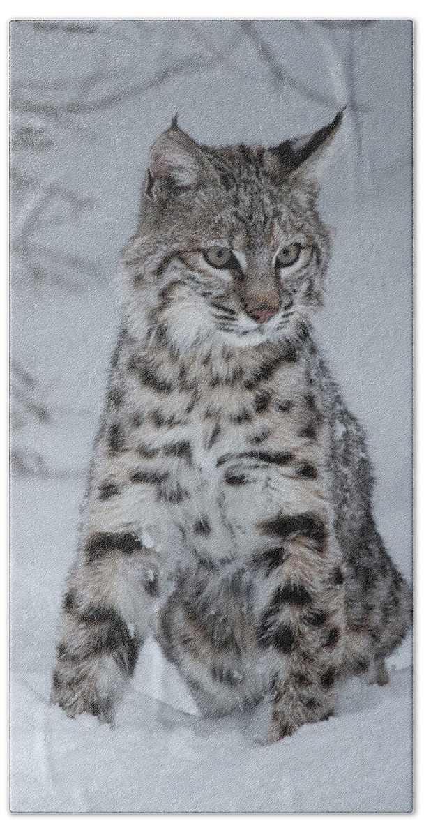 Animal Beach Towel featuring the photograph Juvenile Bobcat in the Snow by Teresa Wilson