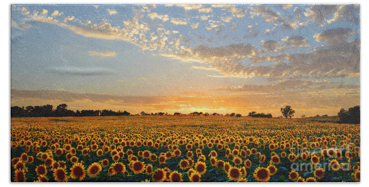 Sunflowers Beach Sheet featuring the photograph Kansas Sunflowers at Sunset by Catherine Sherman