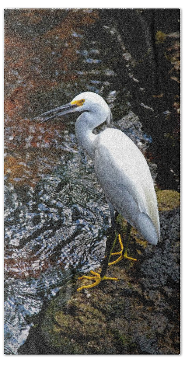 Snowy Egret Beach Towel featuring the photograph Katie's Buddy II by Michiale Schneider