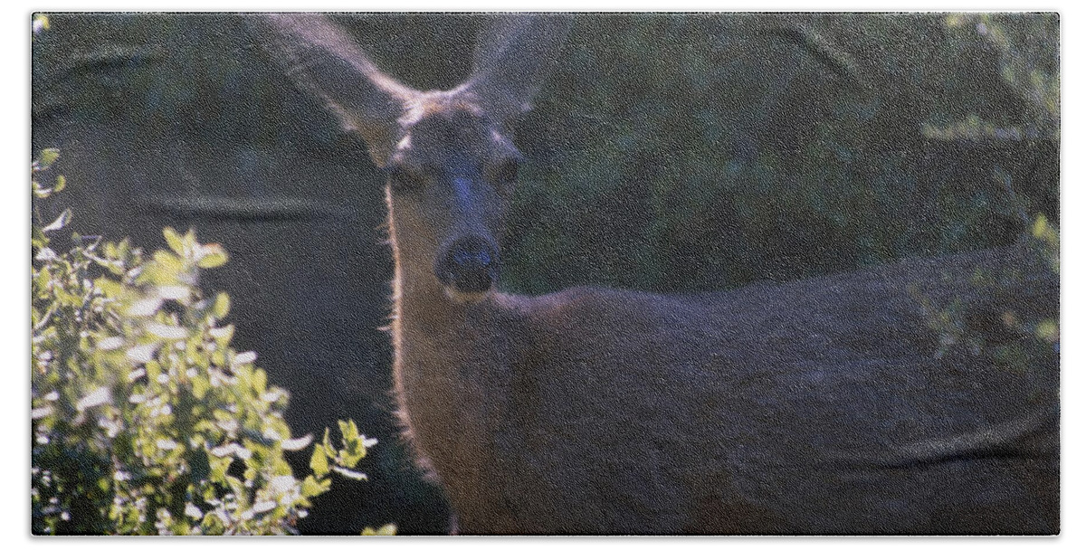 Mule Deer Beach Towel featuring the photograph Keen Senses - Mule Deer by Soli Deo Gloria Wilderness And Wildlife Photography