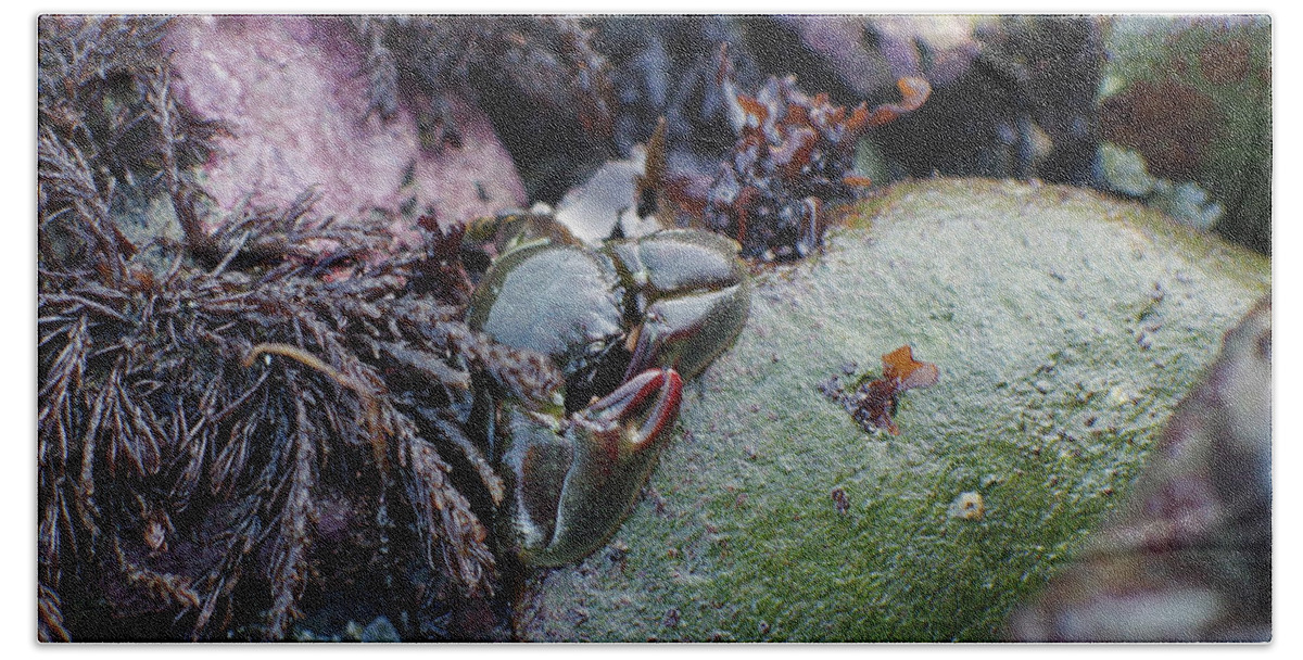 Adria Trail Beach Sheet featuring the photograph Kelp Crab by Adria Trail