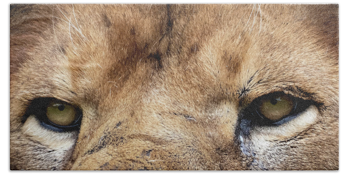 Lion Beach Towel featuring the photograph Killer Eyes by Sam Rino