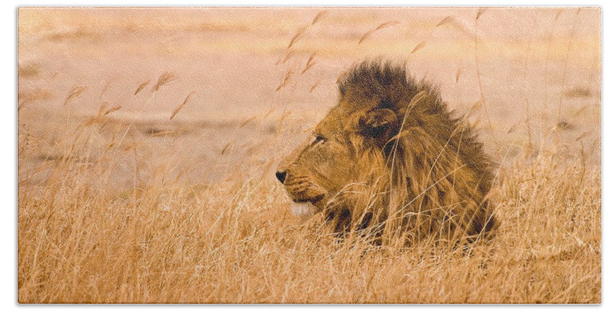 3scape Beach Towel featuring the photograph King of The Pride by Adam Romanowicz