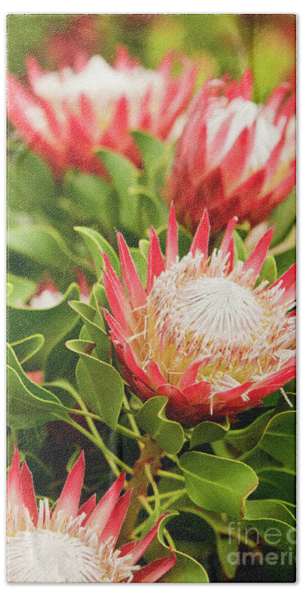 King Protea Beach Towel featuring the photograph King Protea flowers by Simon Bratt