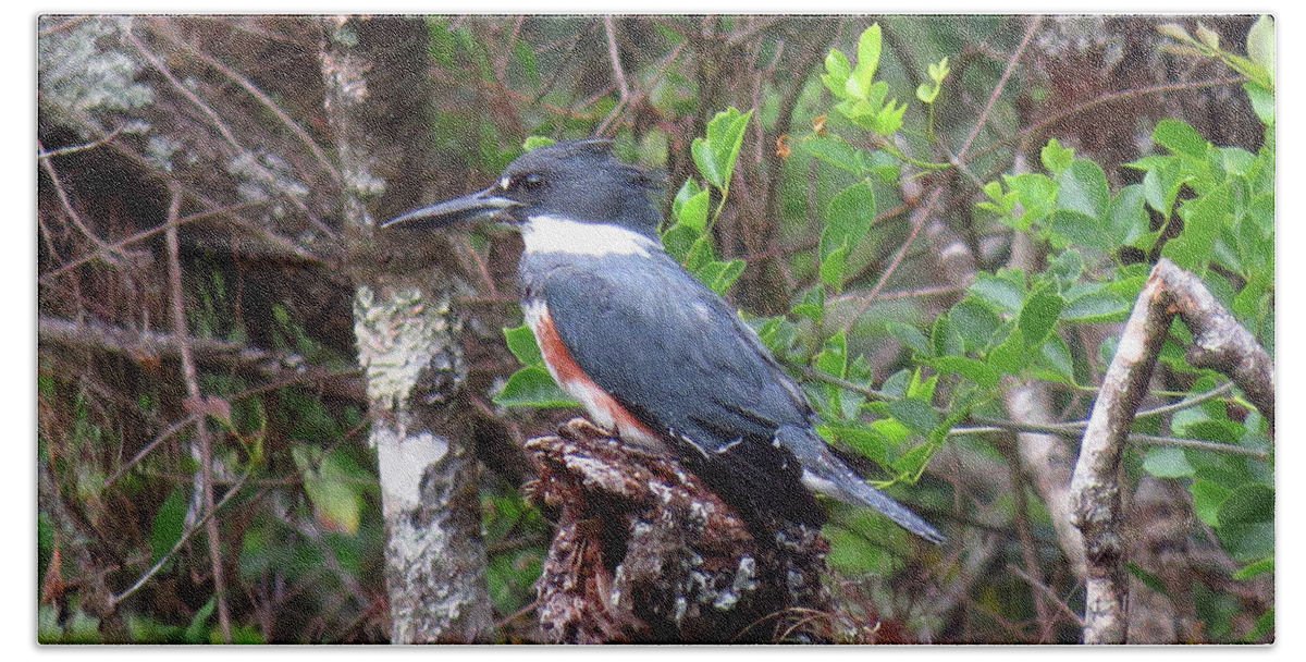 Bird Beach Towel featuring the photograph Belted Kingfisher Natural Background by Rosalie Scanlon