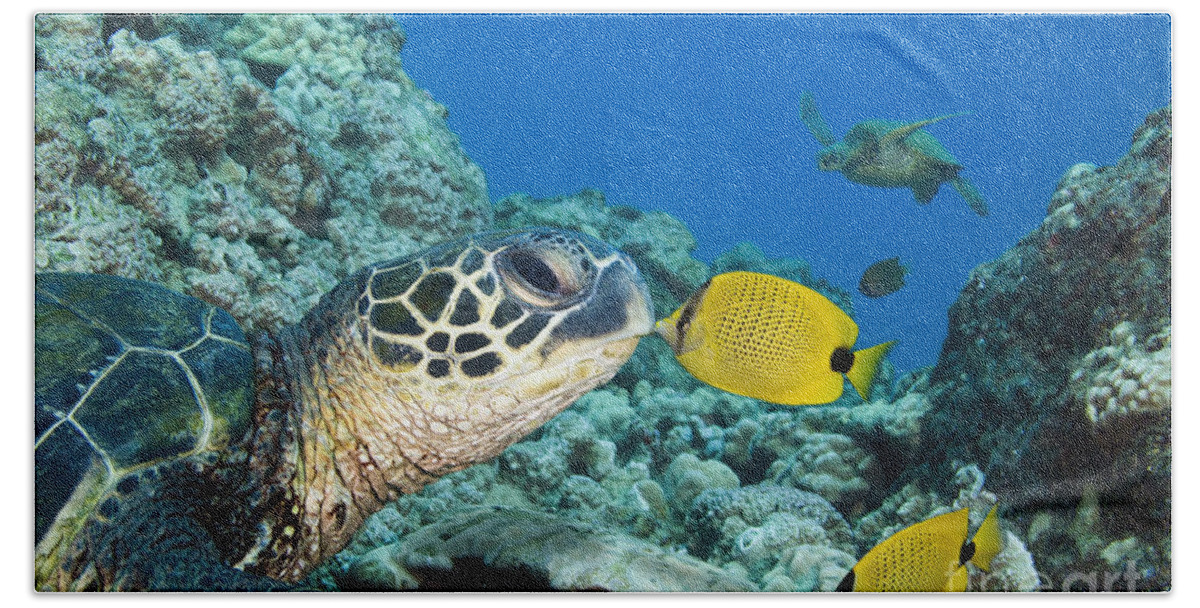 Animal Art Beach Towel featuring the photograph Kiss a Turtle by Dave Fleetham - Printscapes