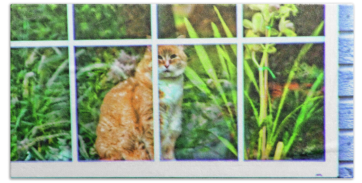 Cat Beach Towel featuring the photograph Kitty Reflections by Wendy McKennon